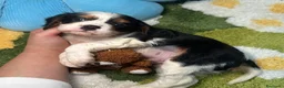 Cavalier King Charles Spaniel perros en venta: Cavalier King Charles Tricolor - Anuncio 2