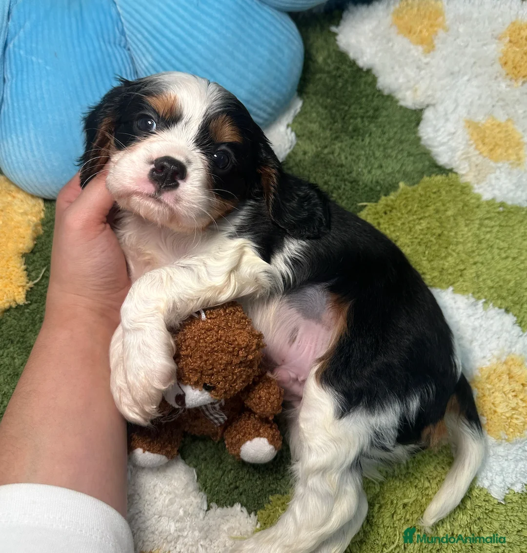 Cavalier King Charles Spaniel perros en venta: Cavalier King Charles Tricolor - Anuncio 2