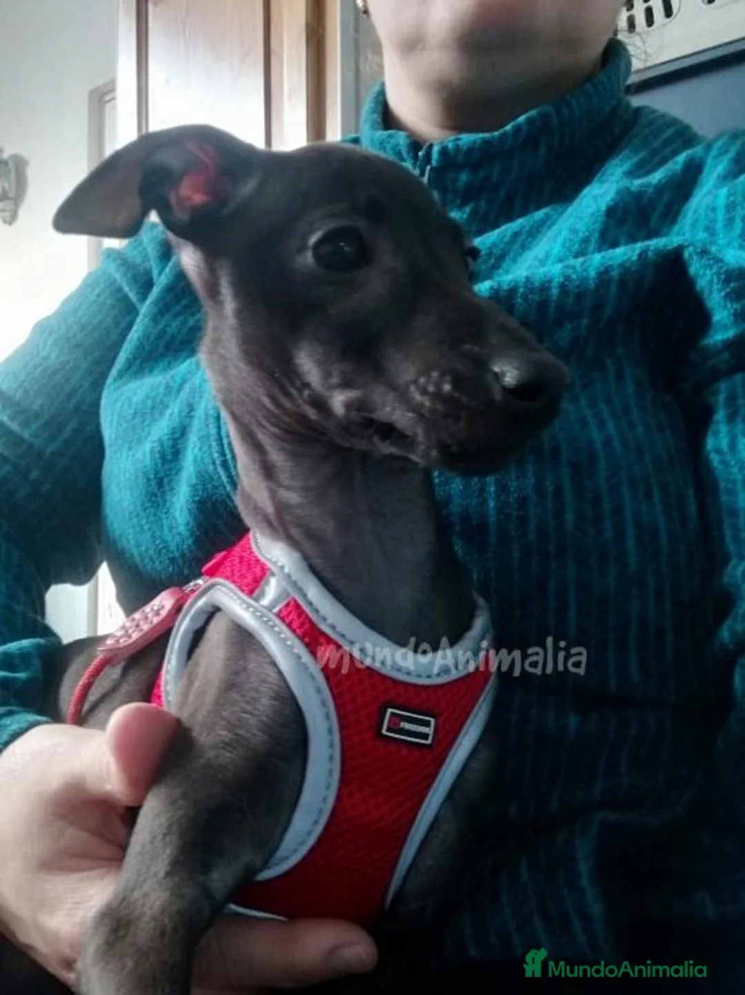 Imagen de galería {{count}}