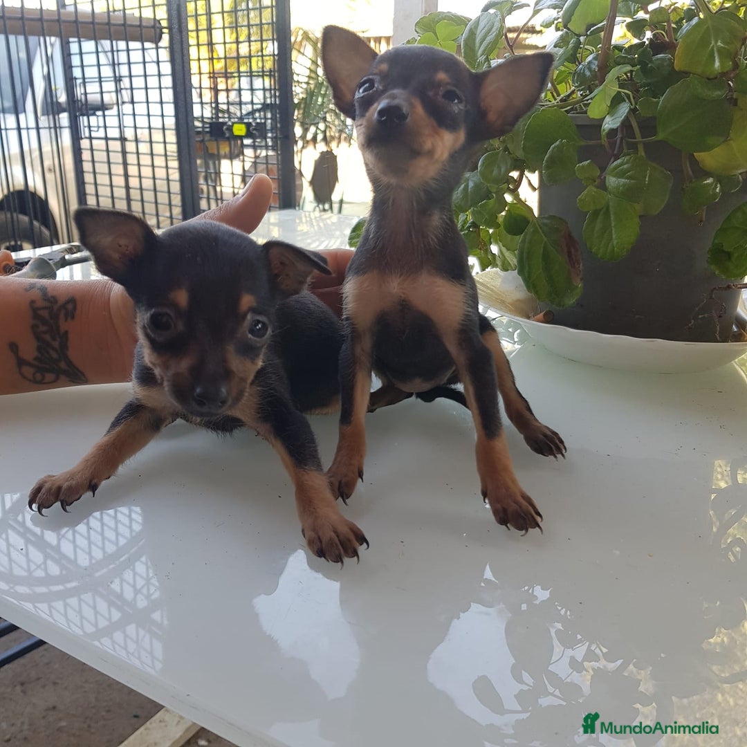 Ratón de Praga perros en venta: Raton de Praga  - Anuncio 3