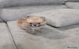 Pomerania perros en venta: MONERIA SÚPER TOY DE HEMBRITA POMERANIA  - Imagen 1