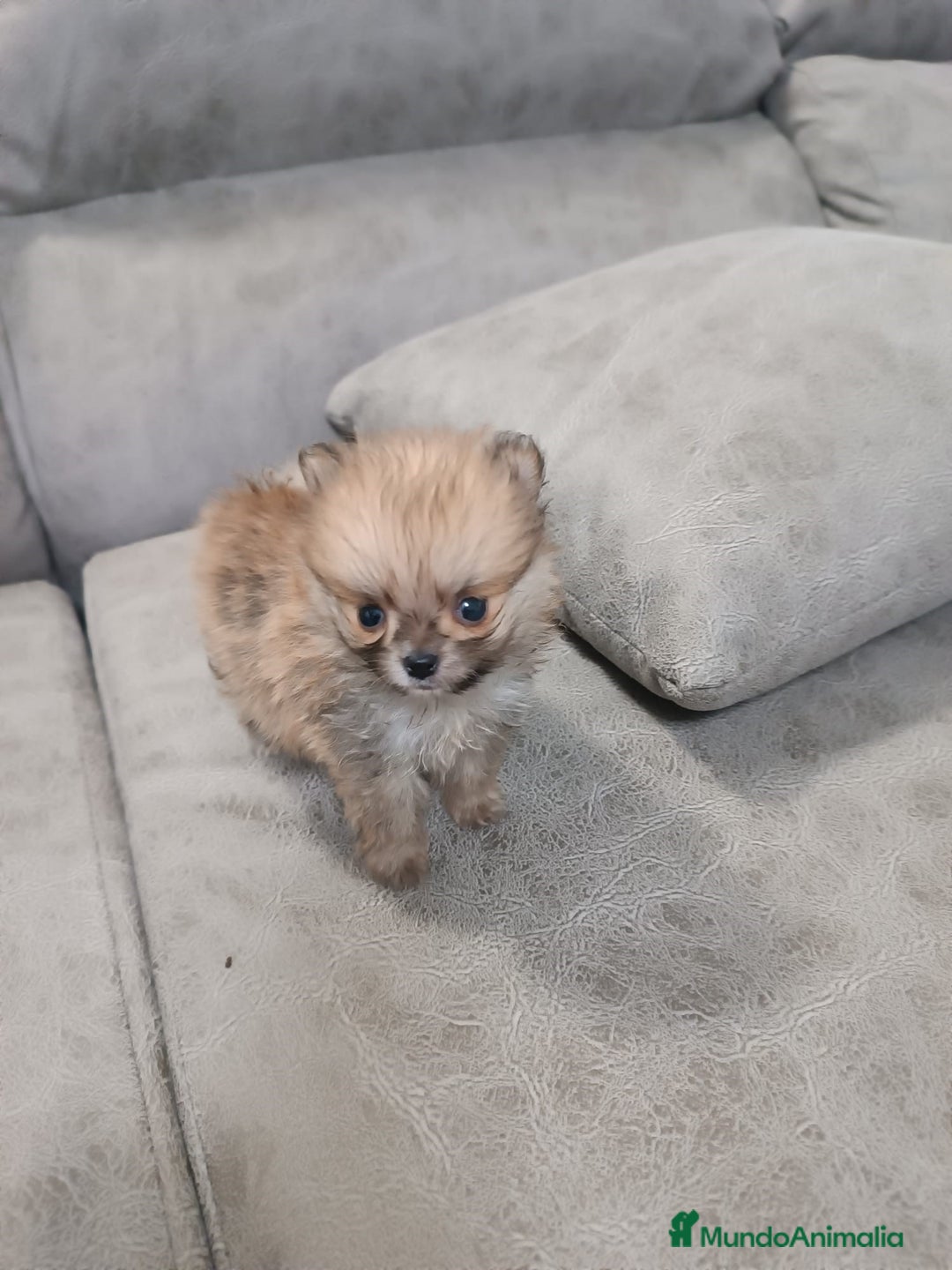 Pomerania perros en venta: MONERIA SÚPER TOY DE HEMBRITA POMERANIA  - Imagen 1