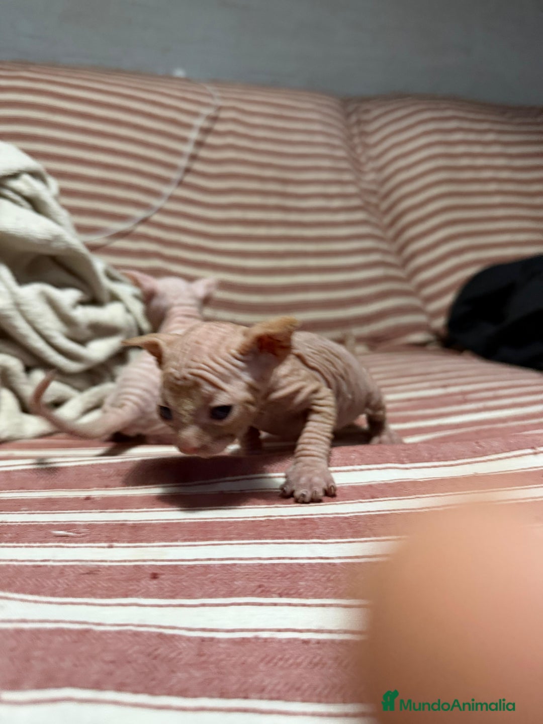 Sphynx gatos en venta: Preciosa cameda de ephynx - Anuncio 15