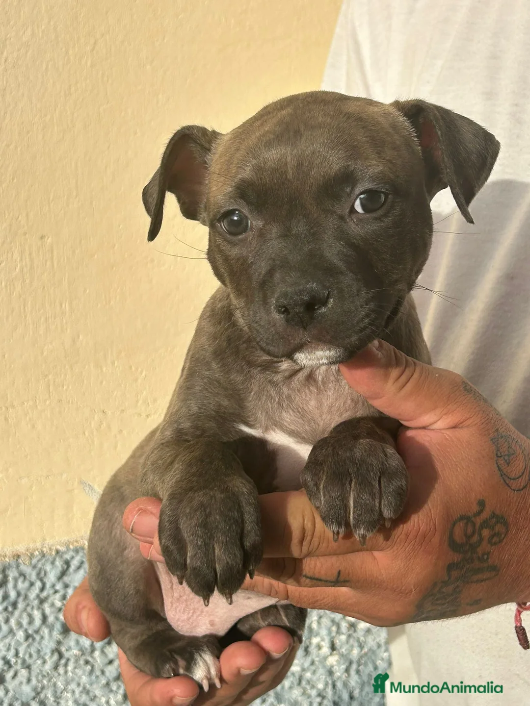 American Pit Bull Terrier perros en venta: Pitbull hembra  - Anuncio 2