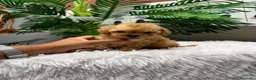 Caniche Toy perros en venta: CANICHE TOY-MUY PEQUEÑITO - Anuncio 23