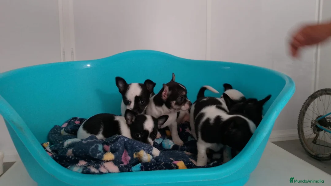 Chihuahua perros en venta: Chihuahua toy - Anuncio 3