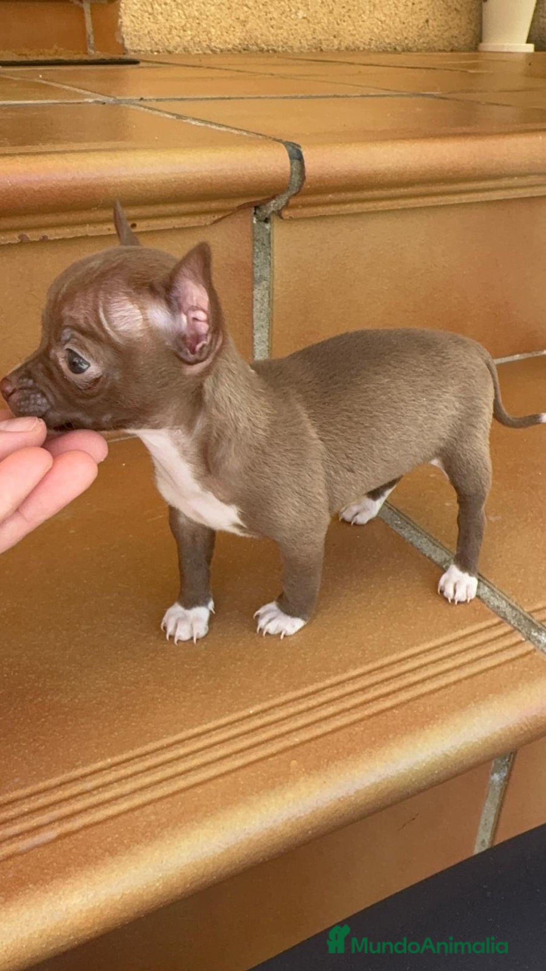 Chihuahua perros en venta: CHIHUAHUA HEMBRA - Anuncio 2