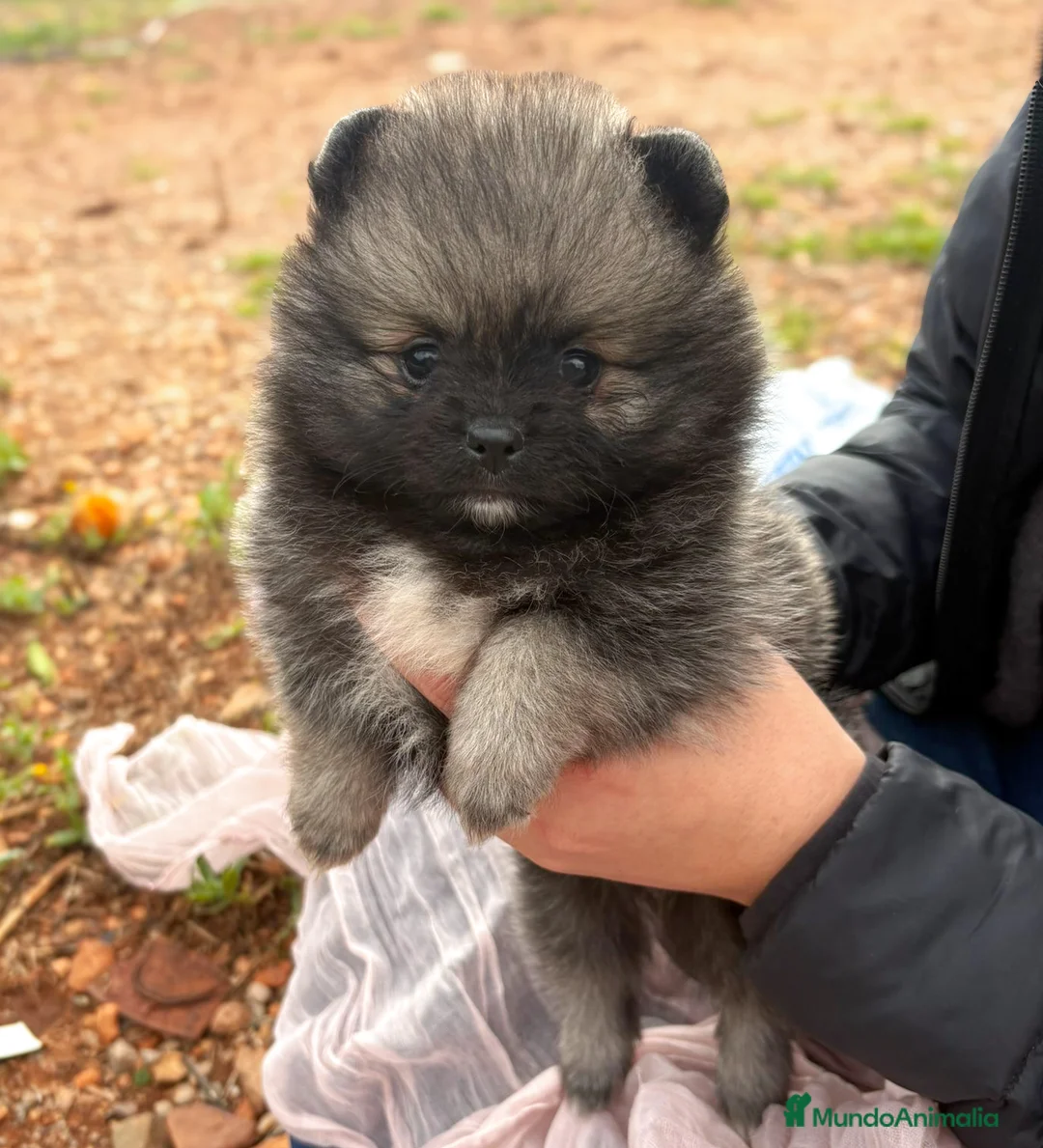 Pomerania perros en venta: Lulu de Pomerania - Anuncio 4