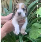 Beagle perros Se venden puppies beagle !! - Anuncio 2