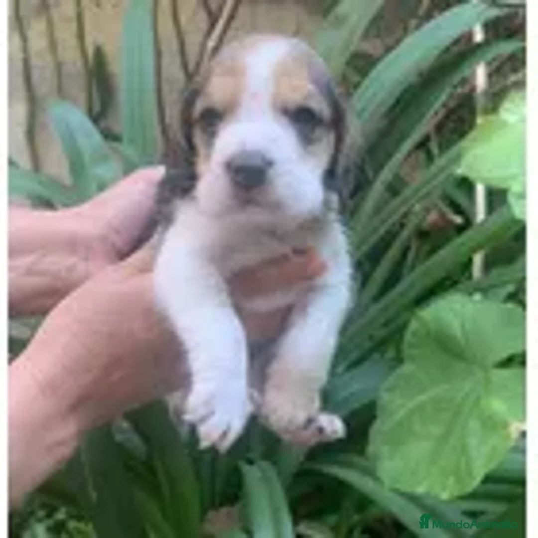 Beagle perros en venta: Se venden puppies beagle !! - Anuncio 1