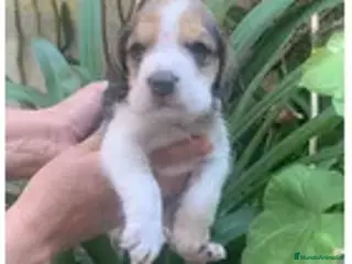 Beagle perros Se venden puppies beagle !! - Anuncio 2