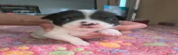 Chihuahua perros en venta: Chihuahuas miniatura  - Anuncio 1