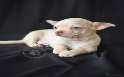 Chihuahua perros en venta: Chihuahua crema - Imagen 2