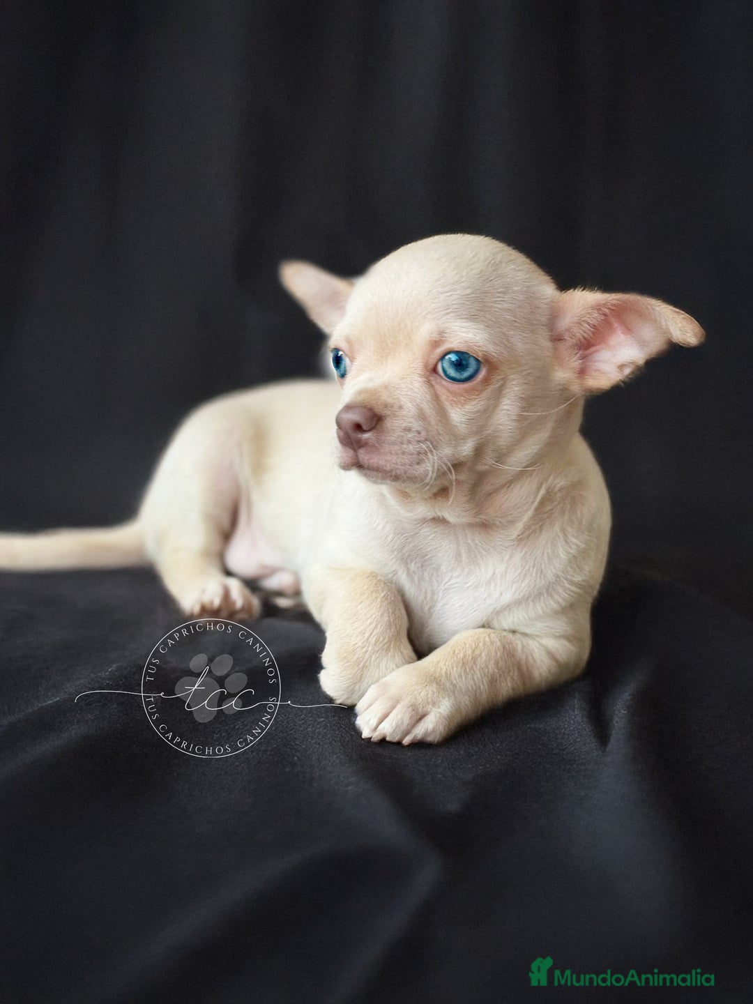 Chihuahua perros en venta: Chihuahua crema - Imagen 2
