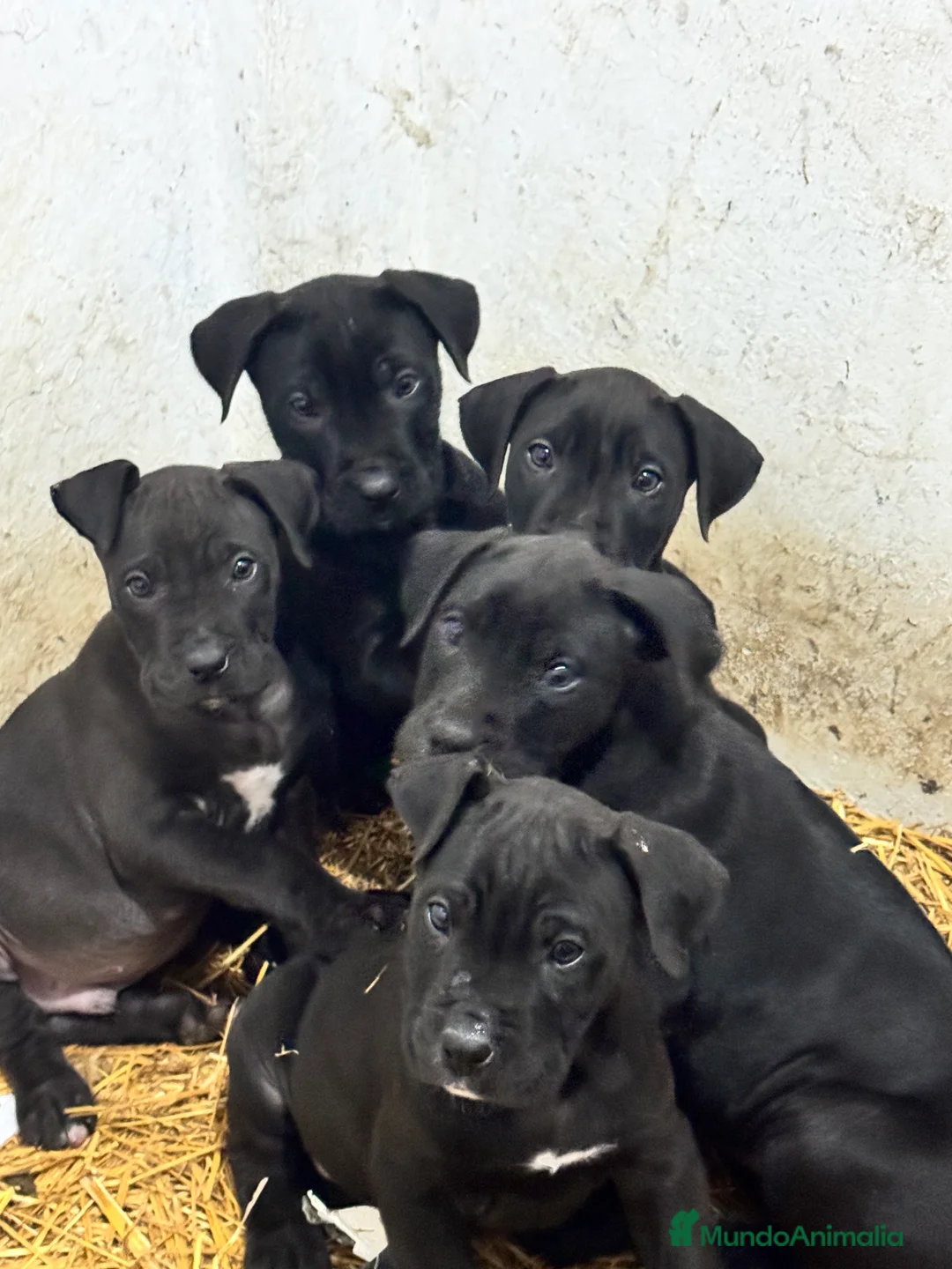 Presa Canario perros en venta: Camada de presa dogo canario  - Anuncio 7