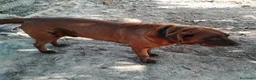 Labrador Retriever perros en venta: Labrador retriever de calidad  - Anuncio 4