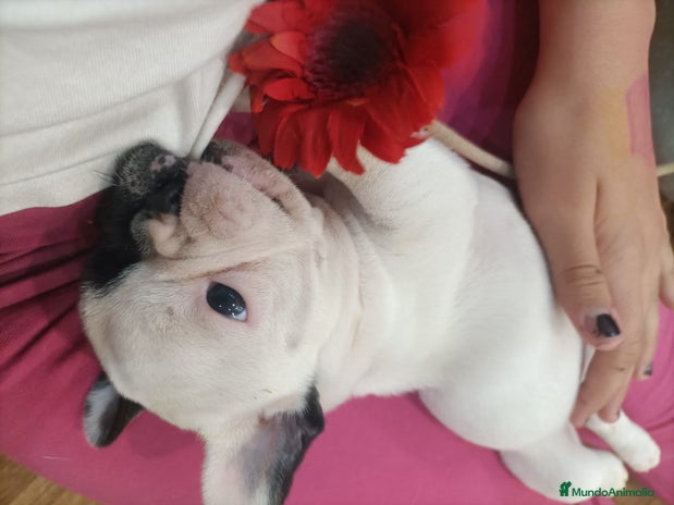 Bulldog Francés perros - Anuncio 13