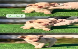 Chihuahua perros en venta: CHIHUAHUA TOY ♂️♀️ - Anuncio 2