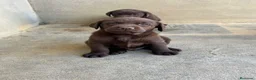 Labrador Retriever perros en venta: CACHORROS DE LABRADOR CHOCOLATE  - Anuncio 1