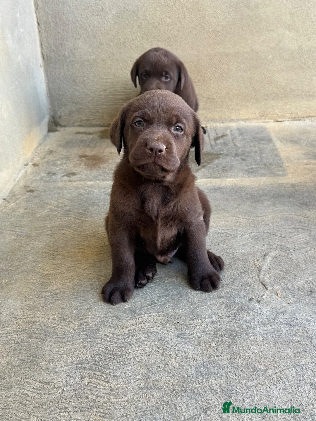 Labrador Retriever perros en venta: CACHORROS DE LABRADOR CHOCOLATE  - Anuncio 1