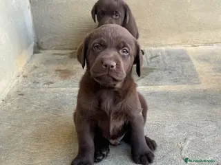 Labrador Retriever perros CACHORROS DE LABRADOR CHOCOLATE - Anuncio 1