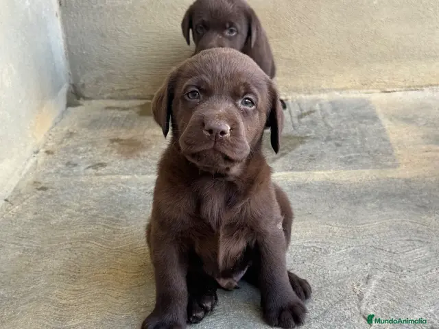 Labrador Retriever perros CACHORROS DE LABRADOR CHOCOLATE - Anuncio 1