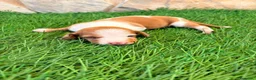 Teckel Miniatura perros en venta: Teckel miniatura bicolor  - Anuncio 14