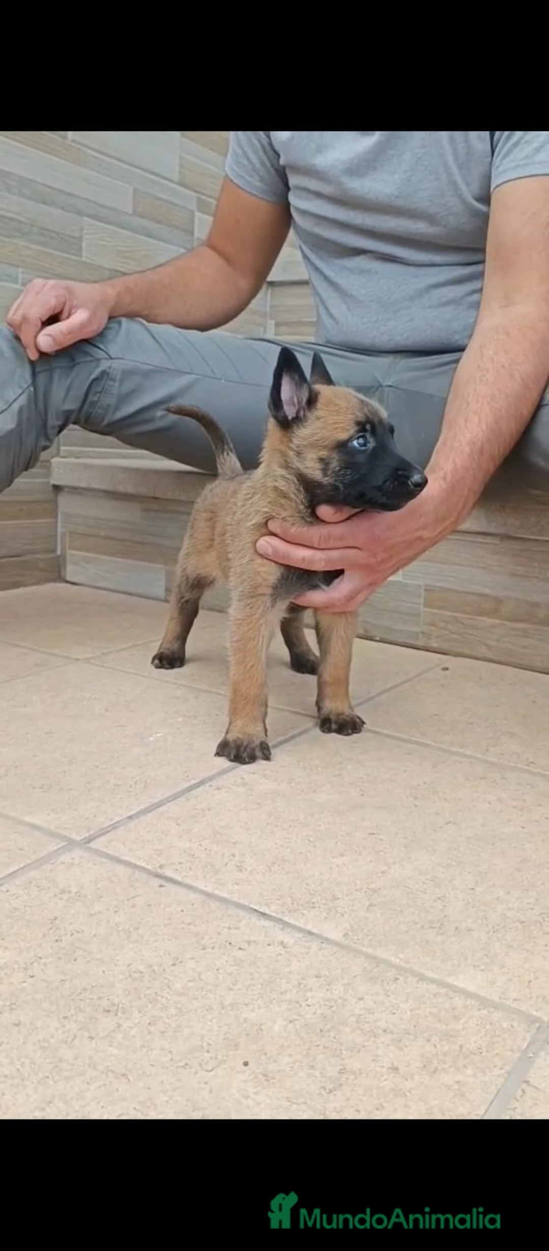 Pastor Belga Malinois perros en venta: Pastor Belga malinois  - Anuncio 1