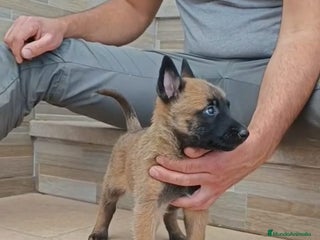 Pastor Belga Malinois perros Pastor Belga malinois - Anuncio 1