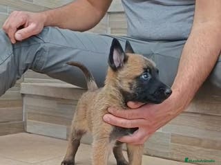 Pastor Belga Malinois perros Pastor Belga malinois - Anuncio 6