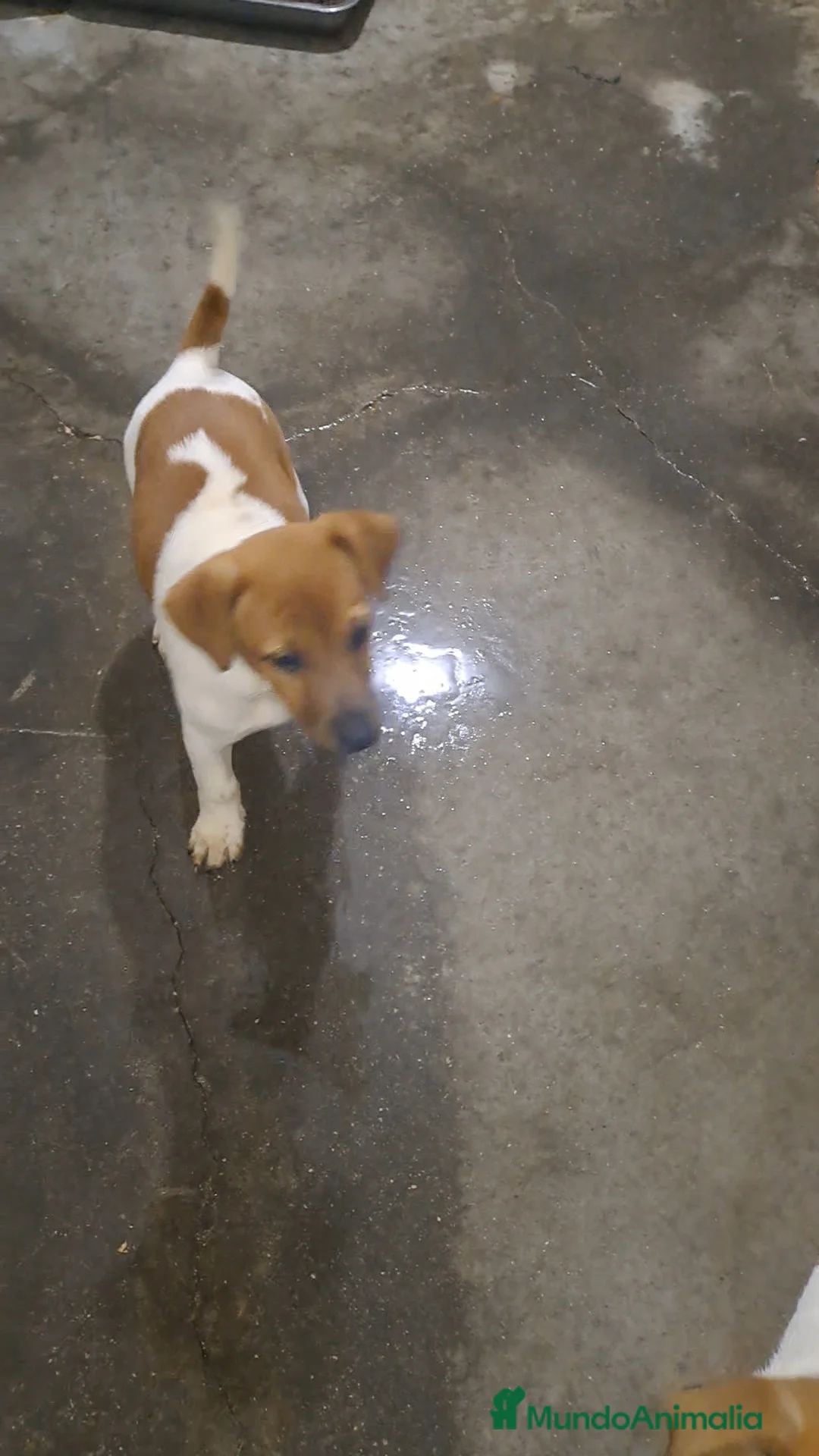 Jack Russell Terrier perros en venta: Jack russell  - Anuncio 1