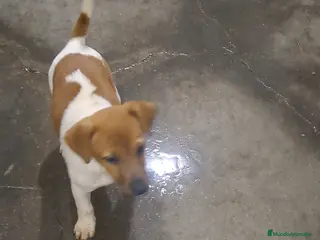 Jack Russell Terrier perros Jack russell - Anuncio 1