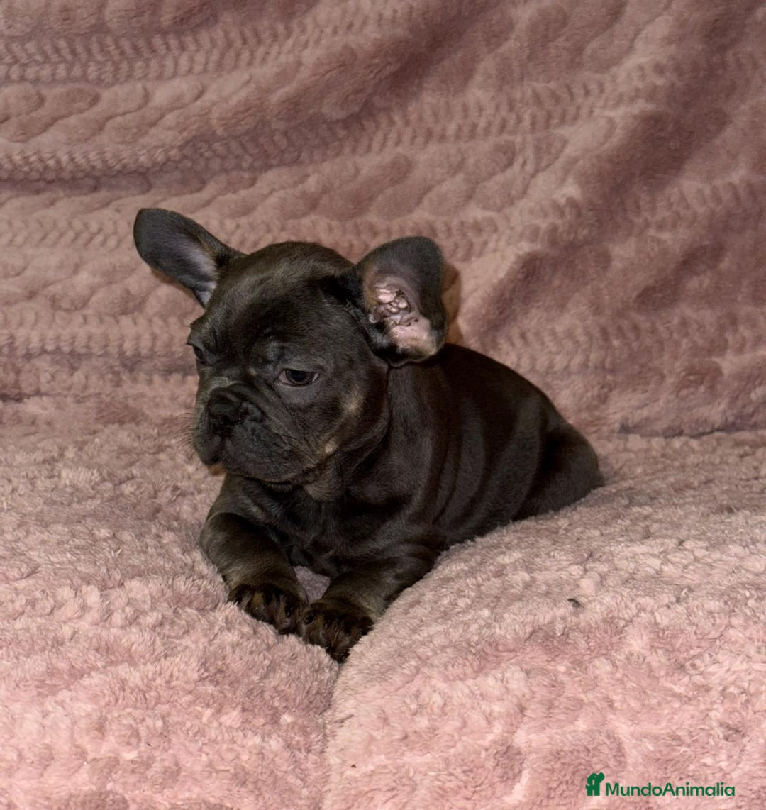 Bulldog Francés perros en venta: Bulldog francés Blue tan M y H - Anuncio 4