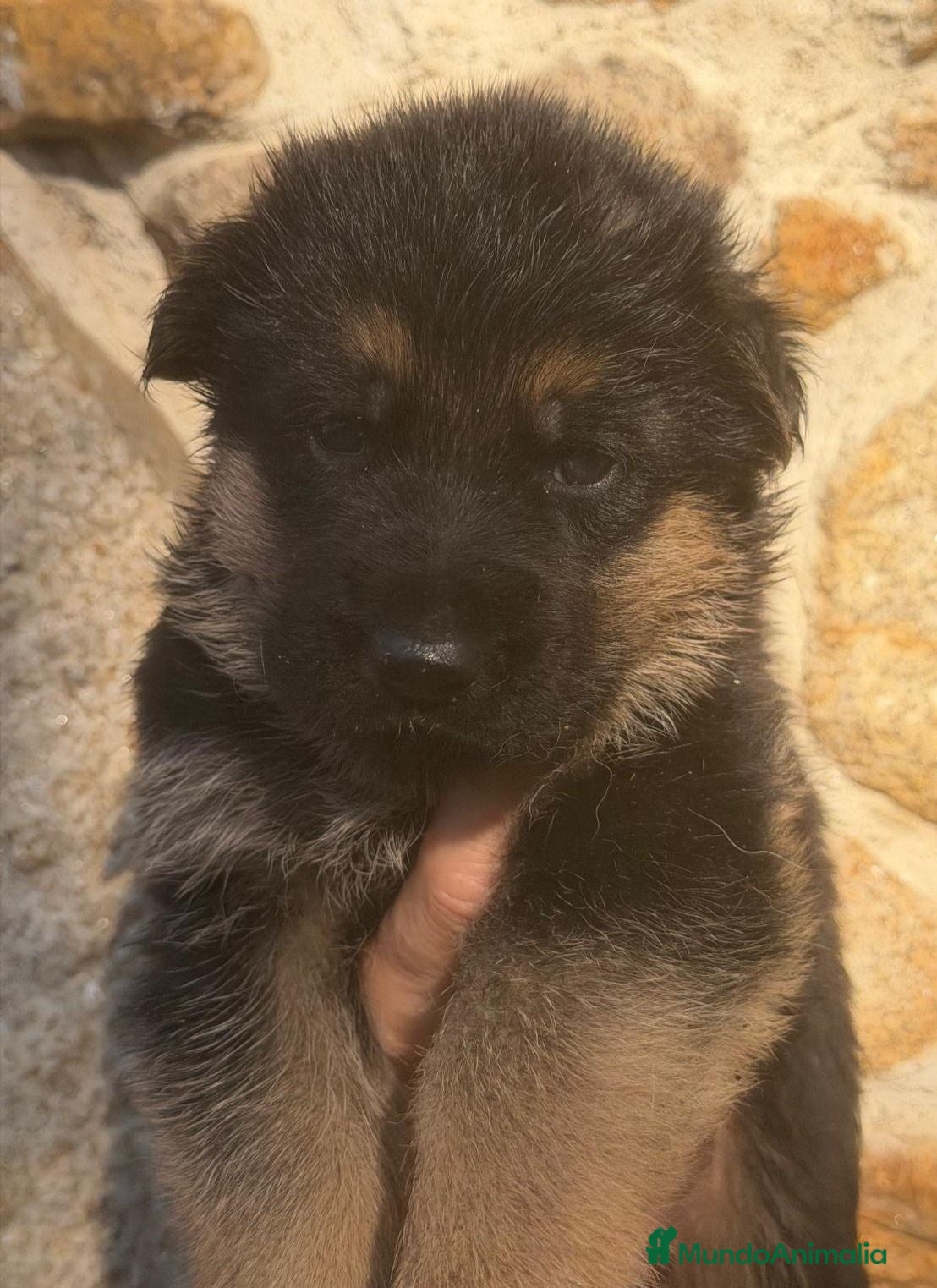 Pastor Alemán perros Cachorros pastor alemán Pedigree excelente  - Anuncio 1
