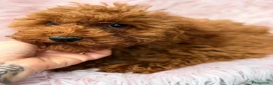 Caniche Enano 1