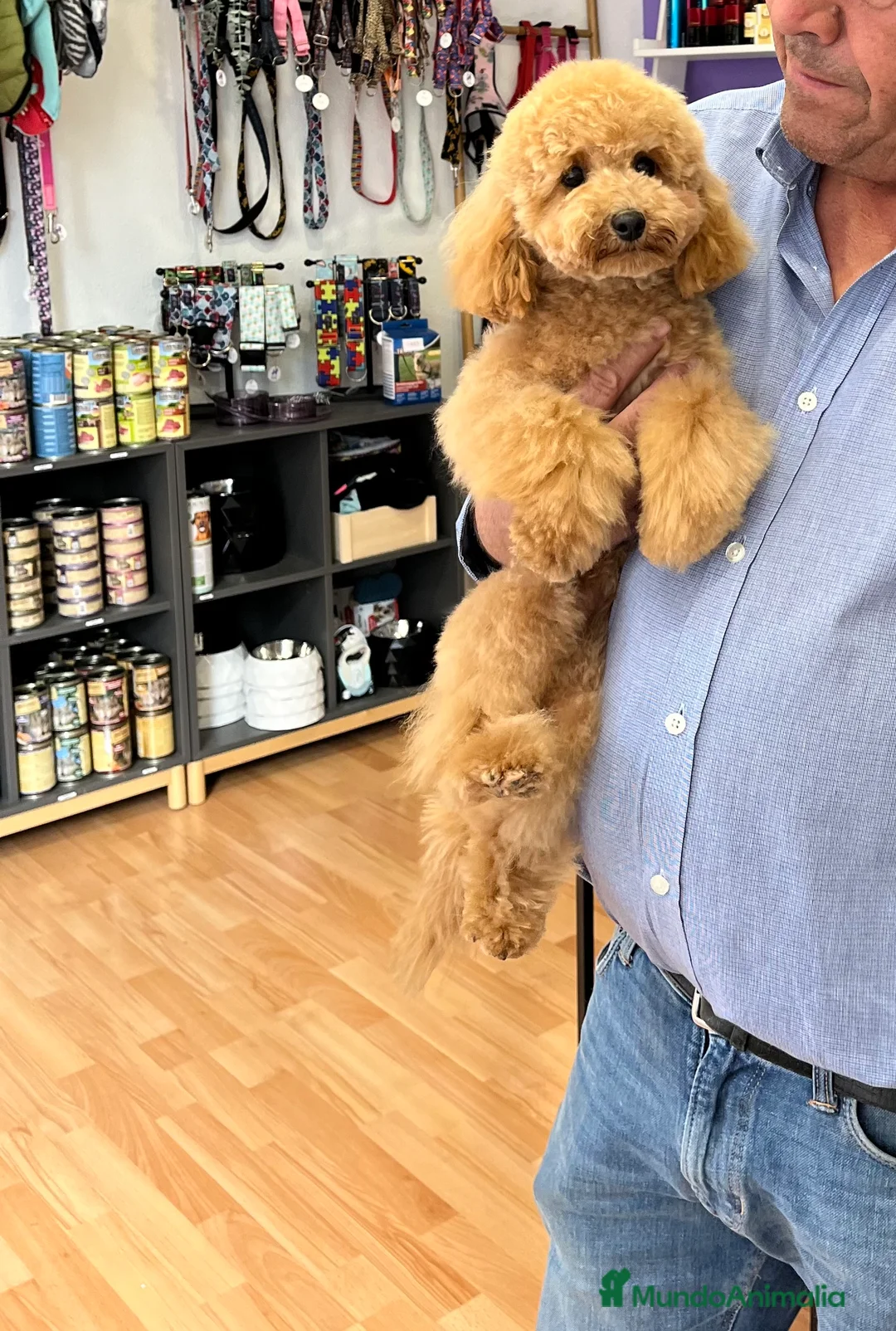 Caniche Mediano perros en venta: Caniches - Anuncio 2