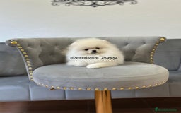 Pomerania perros en venta: 🥇 Auténtica Lulu de Pomerania  - Imagen 1
