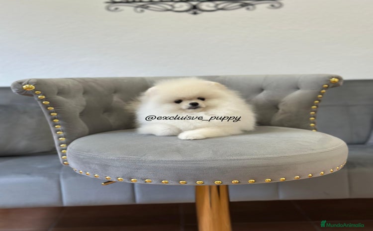 Pomerania perros - Propaganda 1