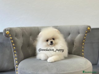 Pomerania perros - Anuncio 11