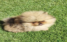 Pomerania perros en venta: Pomerania  - Imagen 1