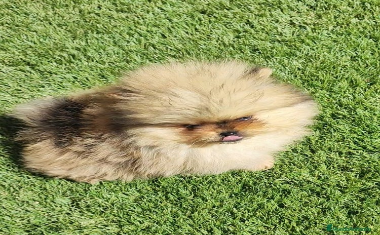 Pomerania perros - Anuncio 1