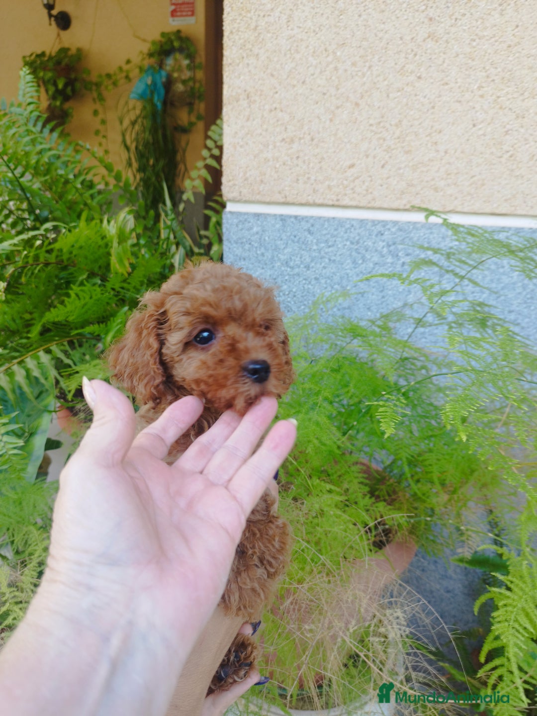 Caniche Toy perros en venta: CANICHES ROJOS EXCLUSIVOS  - Anuncio 5