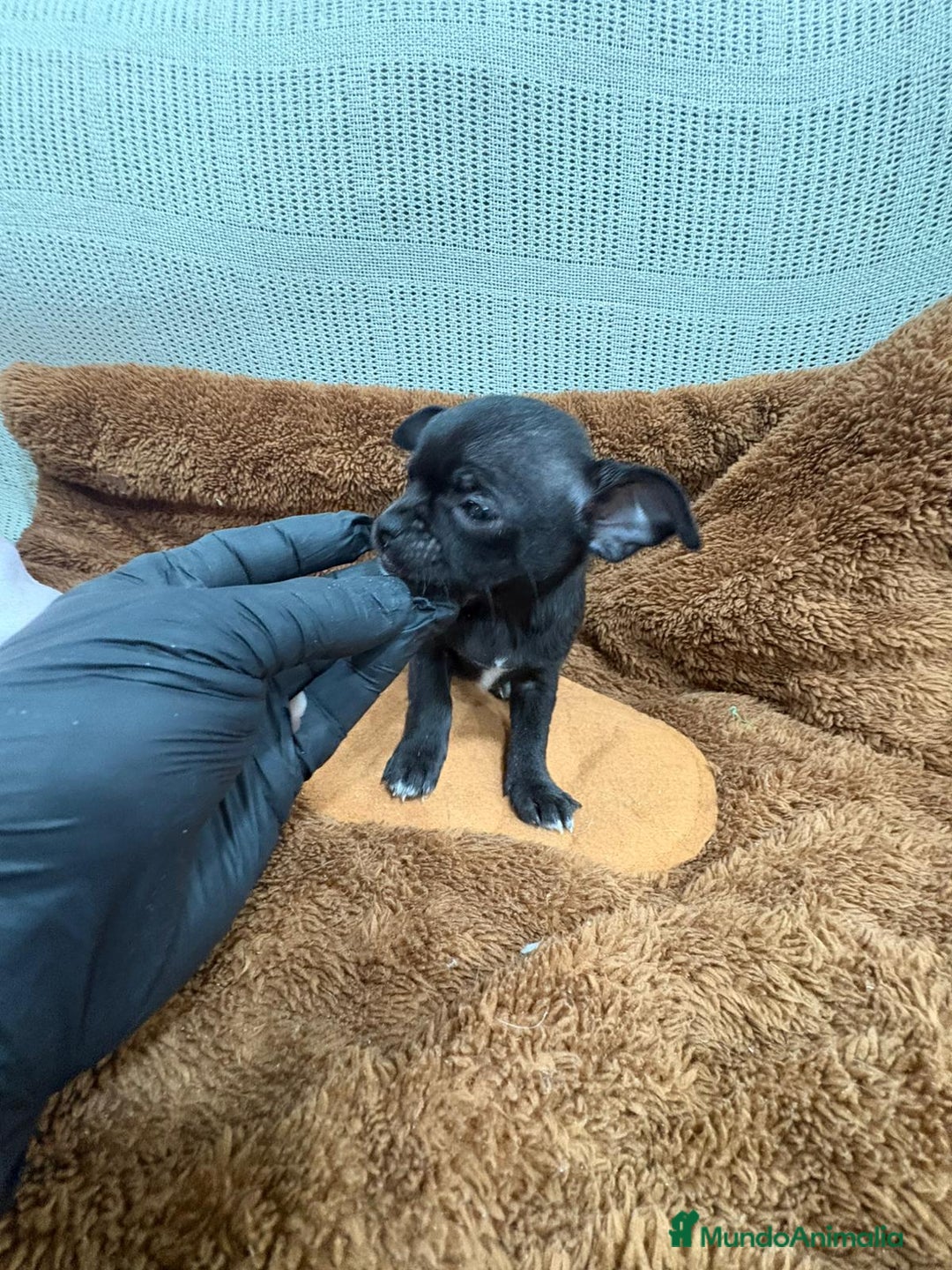 Chihuahua perros en venta: Chihuahua toy negro - Anuncio 5