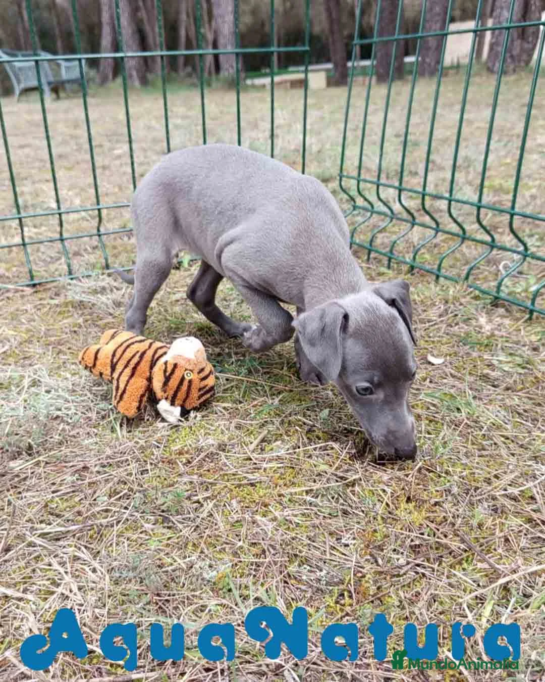 Pequeño Lebrel Italiano perros en venta: Lebrel Italiano Hembra 2 de AB y Omega AQUANATURA - Anuncio 9