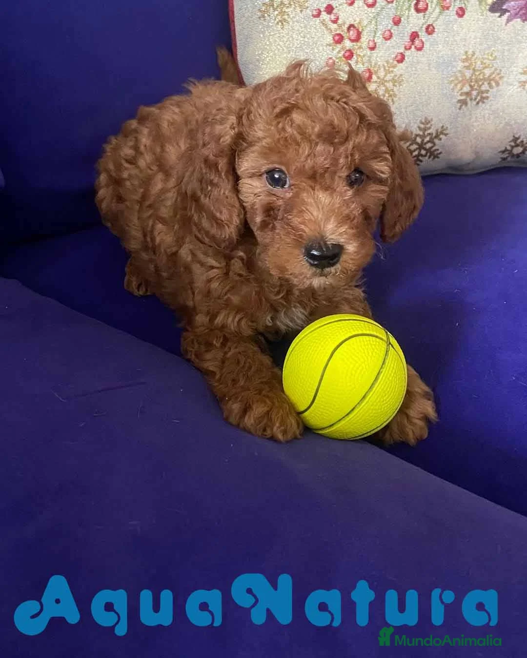 Caniche Toy perros en venta: Camada Caniches Barbie y Can - AQUANATURA en Barcelona - Anuncio 4