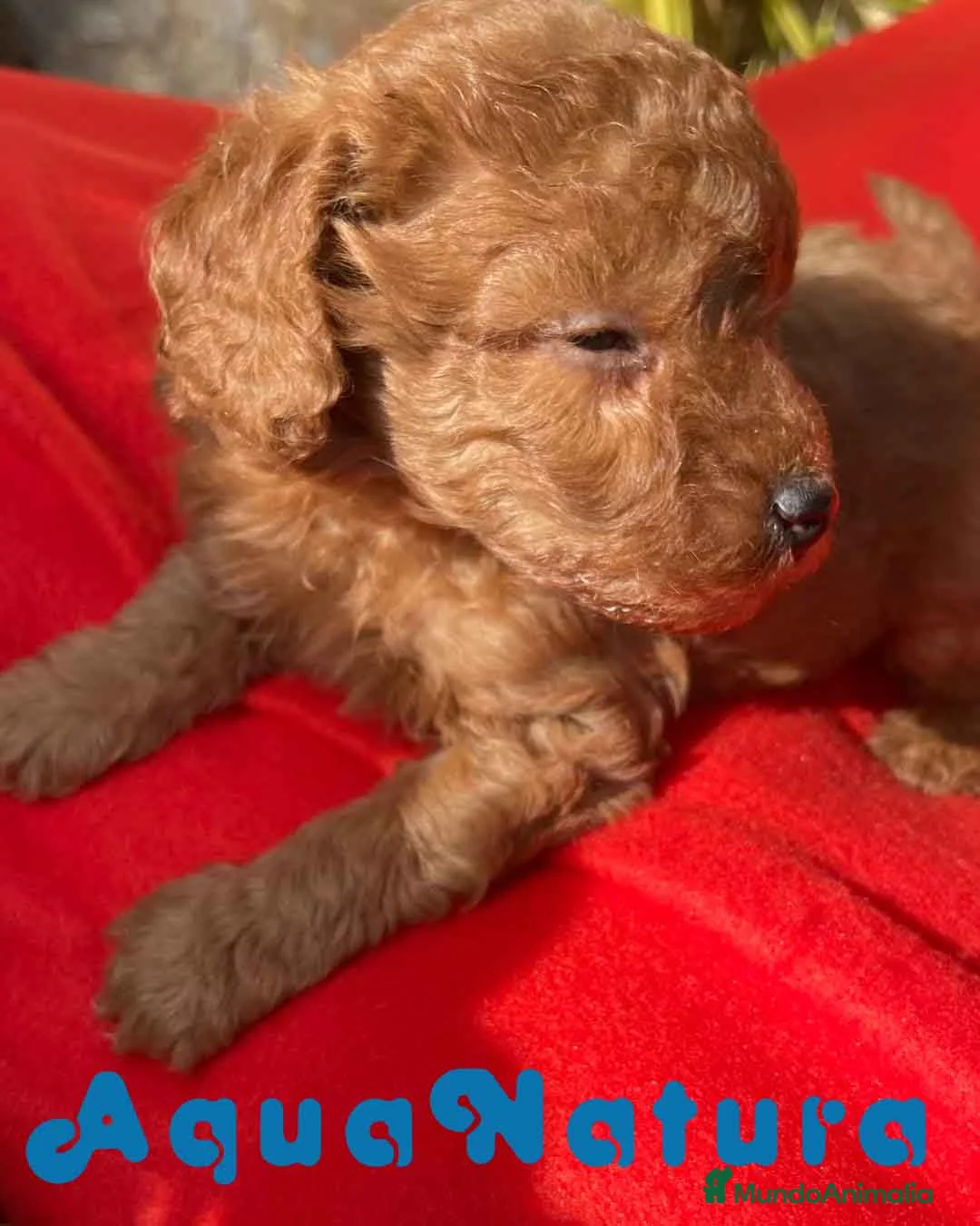 Caniche Toy perros en venta: Caniche Macho 7352 de Camila - AQUANATURA en Barcelona - Anuncio 3