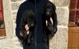 Labrador Retriever perros en venta: Labrador retriever  - Anuncio 4