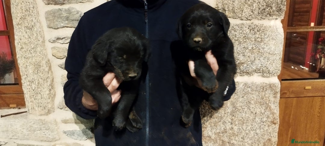 Labrador Retriever perros en venta: Labrador retriever  - Anuncio 4