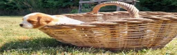 Épagneul Breton perros en venta: BRETON - Anuncio 4