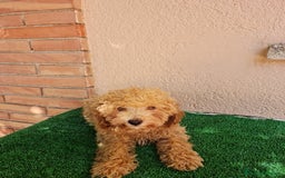Caniche Enano perros en venta: Caniche enano - Imagen 3